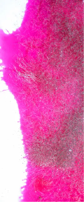 …Magenta (ii)