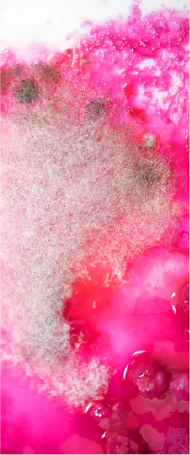 …Magenta (iii)