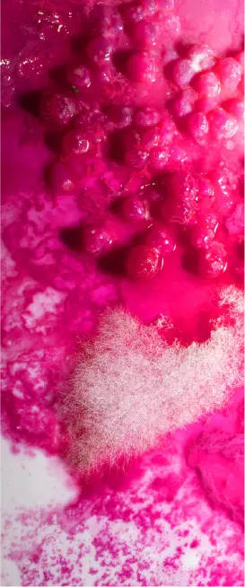Fungal Frequencies (iii)