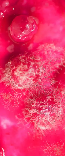 Fungal Frequencies (i)