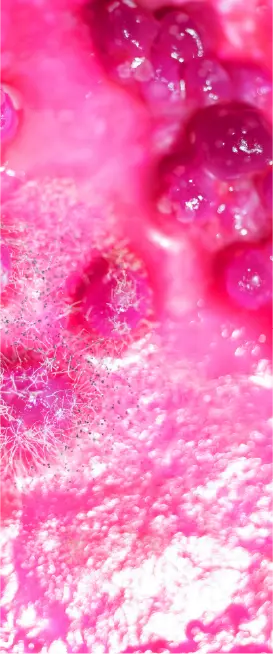 Fungal Frequencies (iv)