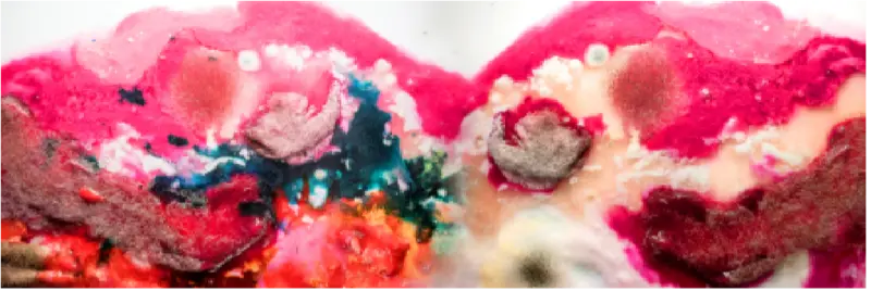 Neo Spores